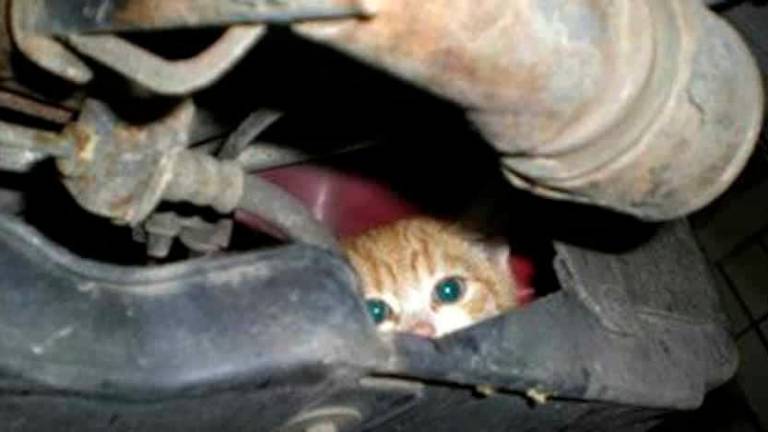 Il gattino rimasto incastrato nel motore di un’auto