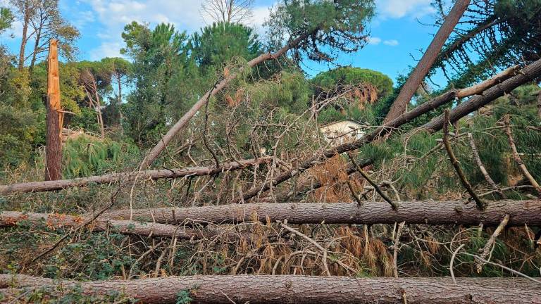 Cervia, in arrivo 1.600 nuovi alberi per rimediare ai danni della tromba d’aria
