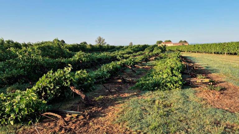 Maltempo, danni ingenti in agricoltura nella Bassa Romagna e in provincia di Forlì-Cesena GALLERY