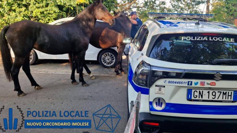 I cavalli bloccati