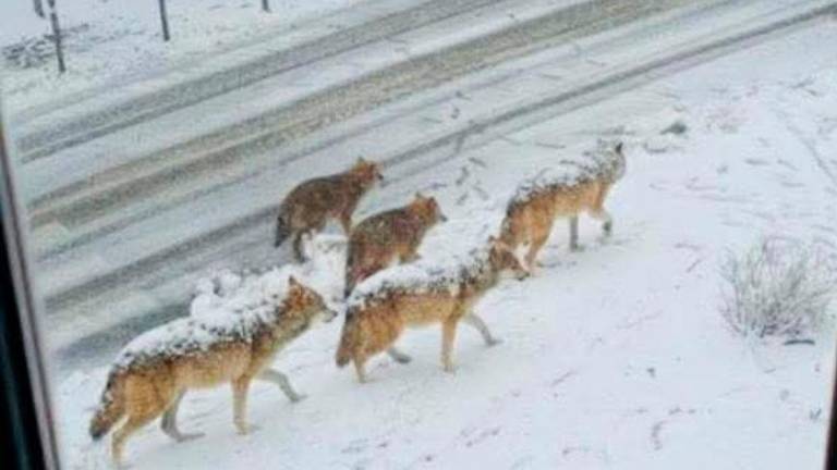 Branco di lupi sotto una casa a San Clemente nel gennaio di quest’anno