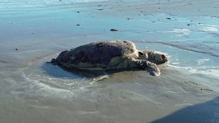 Spiaggiate tre tartarughe morte a Rimini